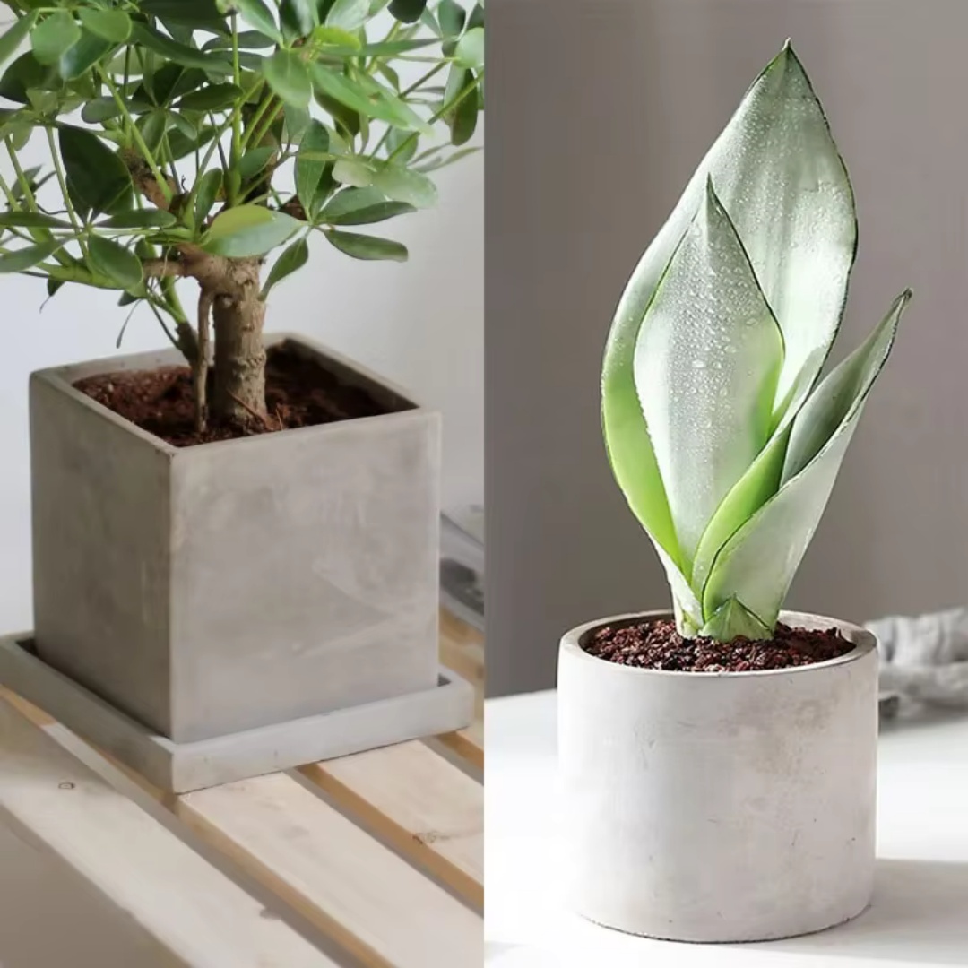 Echeveria Succulent - Moule en silicone pour pot de
