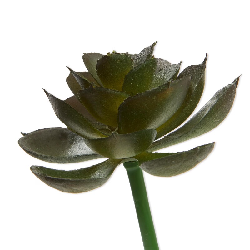 Succulente artificielle, varié - Echeveria Succulent avis et prix